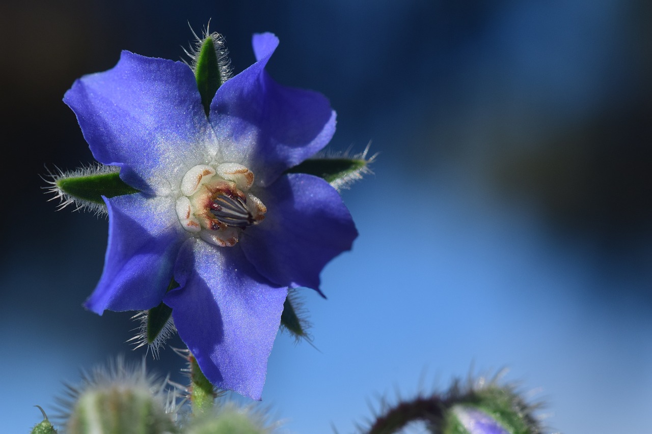 Close-up of a vibrant blue borage flower borago officinalis.