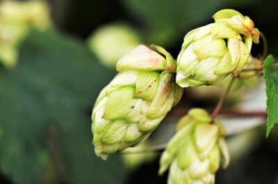 Hops for Menopause: Uses, Side Effects & Dosage for Blood Sugar & Hormonal Health
