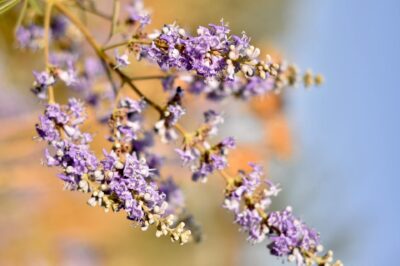 Chasteberry (Vitex) for Menopause: Uses & Dosage of Herbal Remedy for Hormonal Health & Weight Management