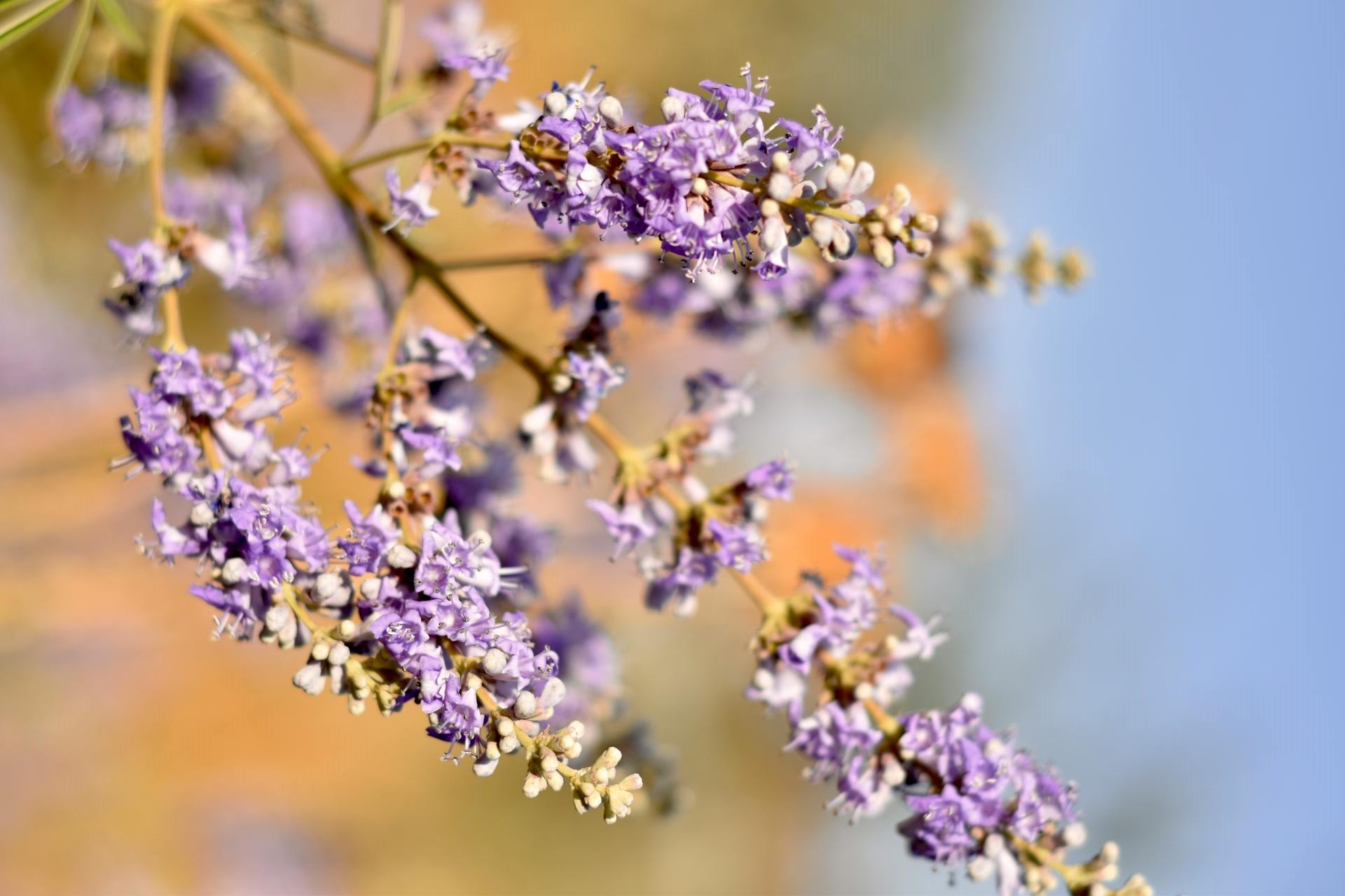 Purple Chasteberry (Vitex) flowers blooming under the sun.
