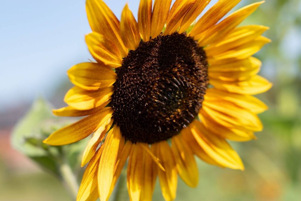 Close-up of a sunflower, symbolizing the benefits of adding sunflower lecithin to your diet for menopause support.