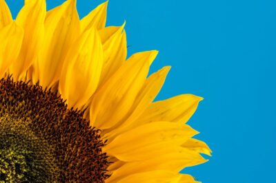 Sunflower Lecithin for Menopause: Uses & Dosage of Natural Phospholipid for Weight Loss