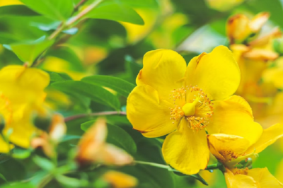 St. John’s Wort for Menopause: Uses, Side Effects & Dosage for Natural Mood Support