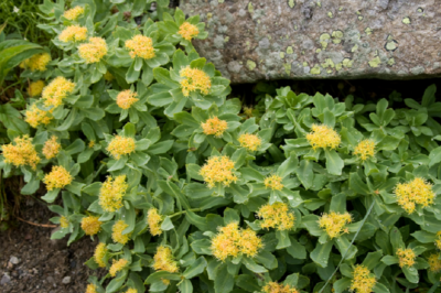 Rhodiola Rosea for Menopause: Adaptogen Uses, Side Effects & Dosage for Weight & Blood Sugar Balance