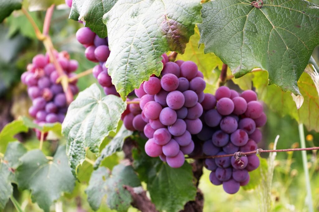 Close-up of a bunch of ripe purple grapes hanging from a vine, surrounded by green leaves.